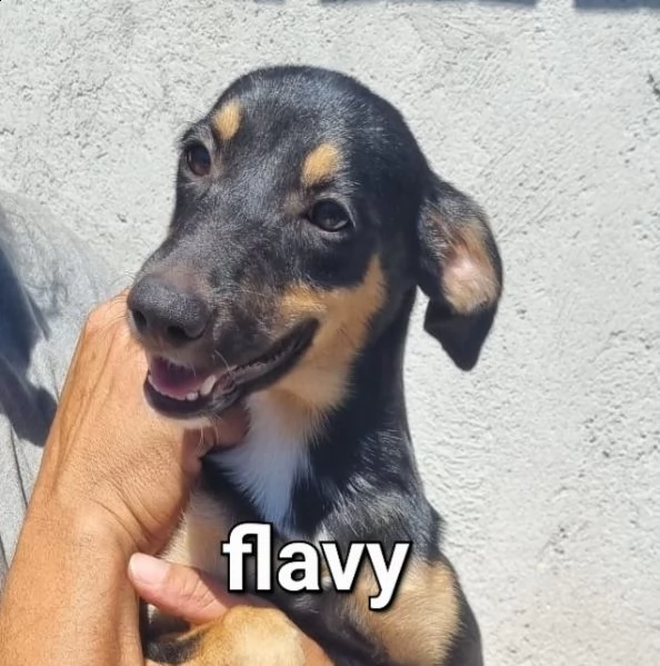 adozione flavy e tito