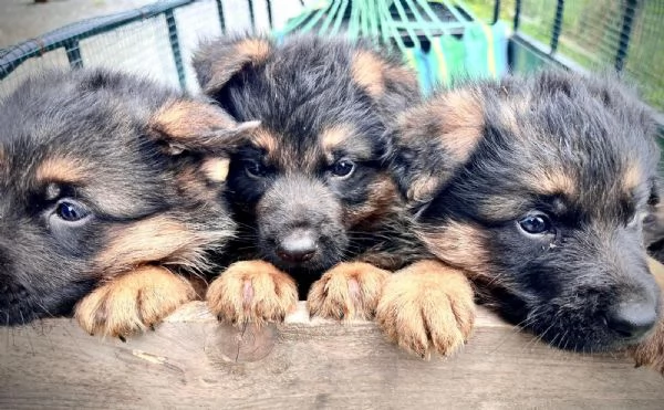 VENDO CUCCIOLI PASTORE TEDESCO ALTA GENEALOGIA | Foto 4