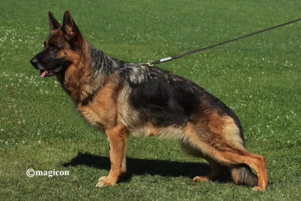 VENDO CUCCIOLI PASTORE TEDESCO ALTA GENEALOGIA | Foto 3