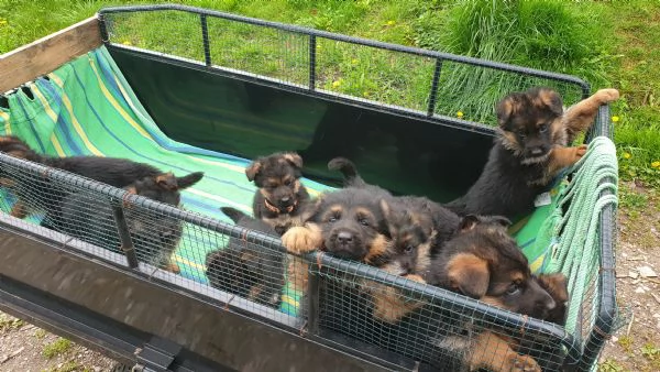 VENDO CUCCIOLI PASTORE TEDESCO ALTA GENEALOGIA | Foto 2