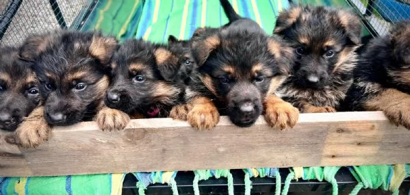 VENDO CUCCIOLI PASTORE TEDESCO ALTA GENEALOGIA | Foto 1