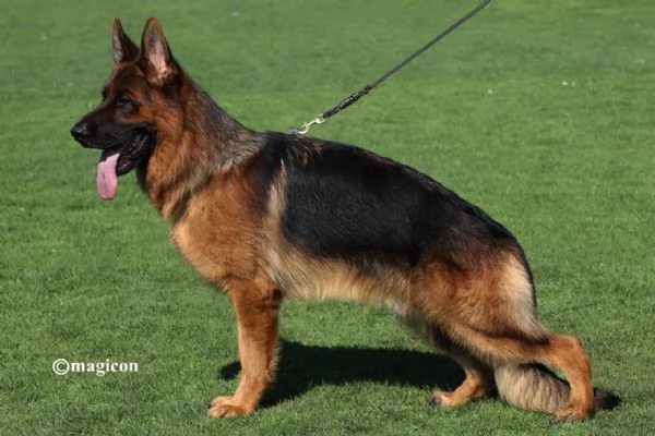 VENDO CUCCIOLI PASTORE TEDESCO ALTA GENEALOGIA | Foto 0