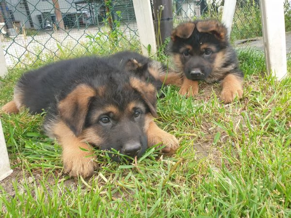 VENDO CUCCIOLI PASTORE TEDESCO ALTA GENEALOGIA | Foto 1