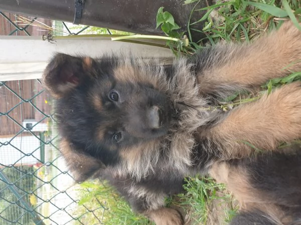 VENDO CUCCIOLI PASTORE TEDESCO ALTA GENEALOGIA | Foto 0