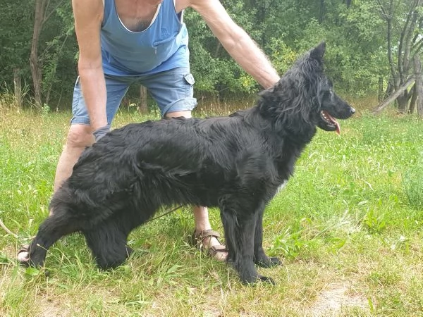 VENDO FATTRICE DI PASTORE TEDESCO NERO A PELO LUNGO | Foto 1
