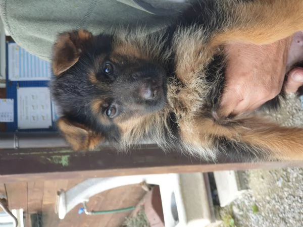 ULTIMA CUCCIOLA DI PASTORE TEDESCO DA BELLEZZA | Foto 2