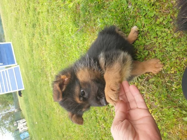 ULTIMA CUCCIOLA DI PASTORE TEDESCO DA BELLEZZA | Foto 1