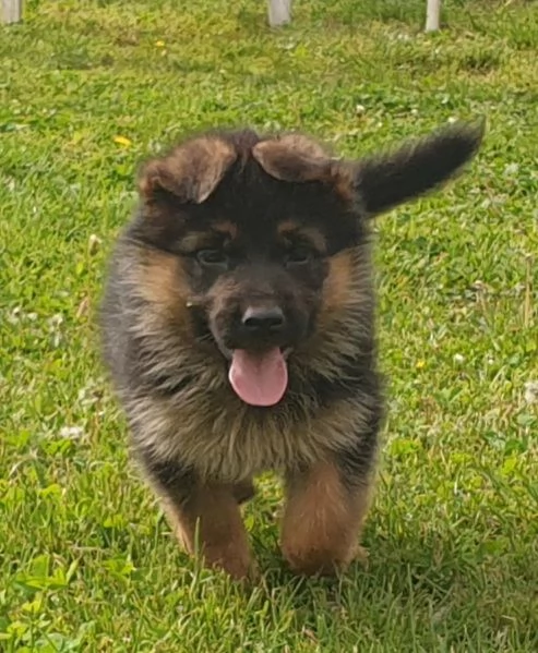 ULTIMA CUCCIOLA DI PASTORE TEDESCO DA BELLEZZA | Foto 0
