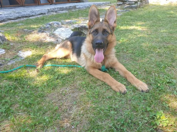 VENDOULTIMA CUCCIOLA DI PASTORE TEDESCO DA BELLEZZA | Foto 3