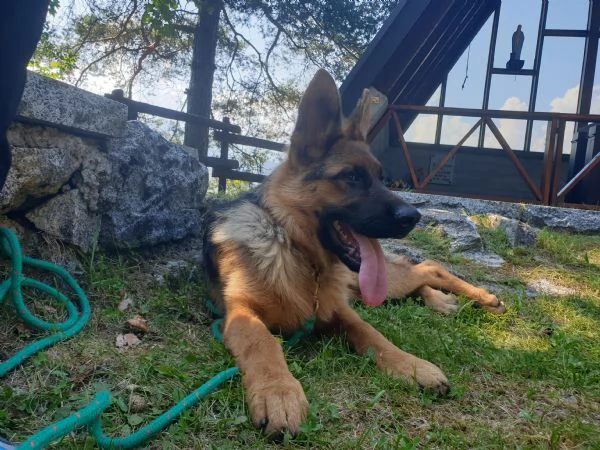 VENDOULTIMA CUCCIOLA DI PASTORE TEDESCO DA BELLEZZA | Foto 1