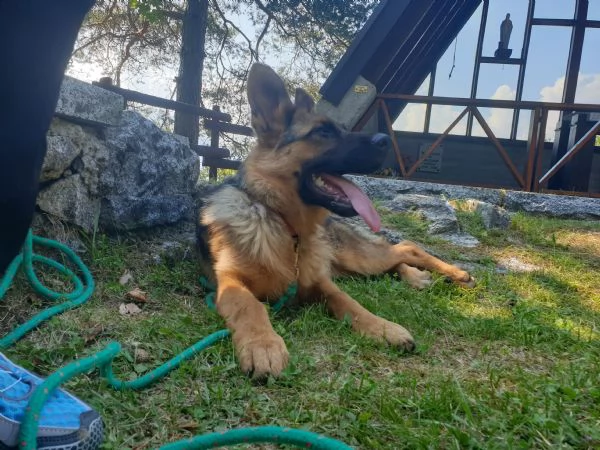 VENDOULTIMA CUCCIOLA DI PASTORE TEDESCO DA BELLEZZA | Foto 0