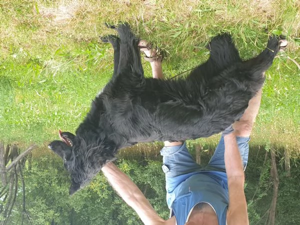 VENDO FATTRICE DI PASTORE TEDESCO NERO A PELO LUNGO | Foto 0