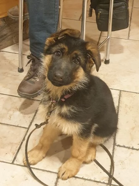 ULTIMA CUCCIOLA DI PASTORE TEDESCO