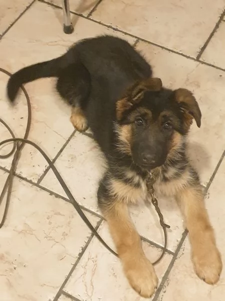 ULTIMA CUCCIOLA DI PASTORE TEDESCO | Foto 0