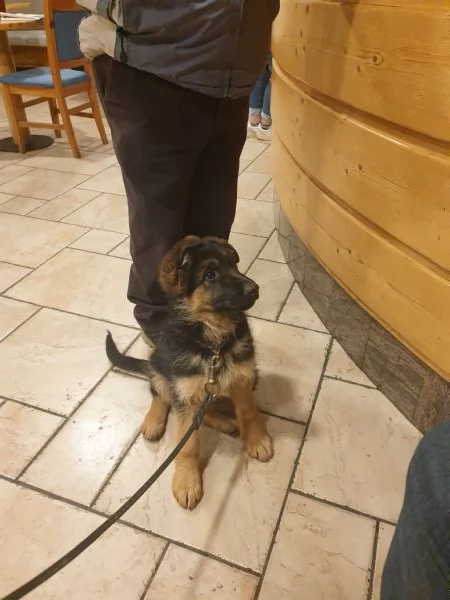 ULTIMA CUCCIOLA DI PASTORE TEDESCO | Foto 2