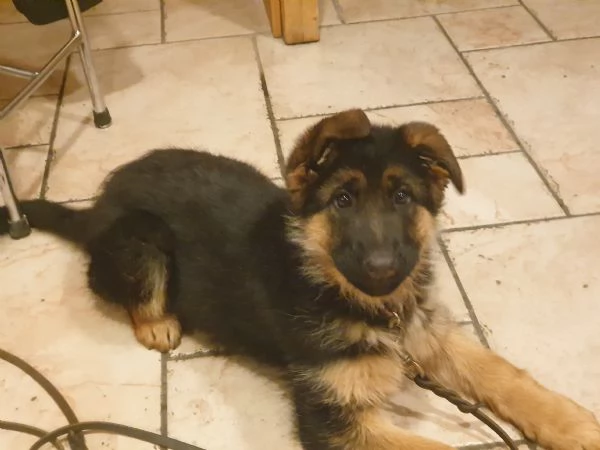 ULTIMA CUCCIOLA DI PASTORE TEDESCO | Foto 1