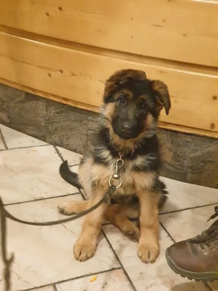 ULTIMA CUCCIOLA DI PASTORE TEDESCO | Foto 0