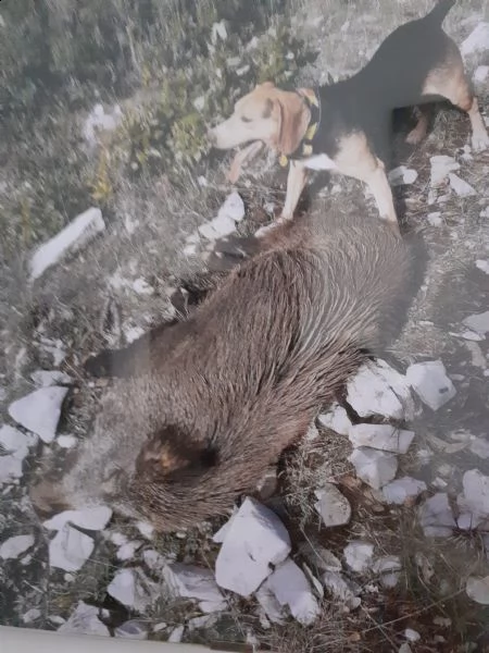 cane da cinghiale completo | Foto 0