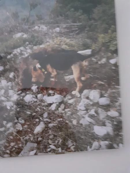 cane da cinghiale completo