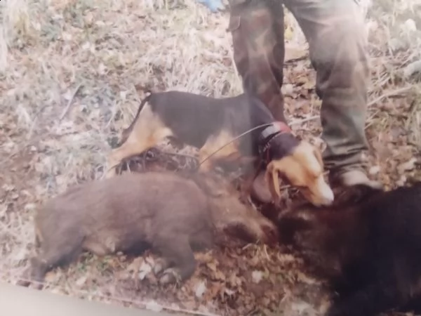 segugio completo su cinghiale | Foto 0