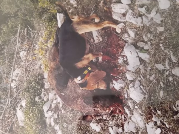 segugio completo su cinghiale