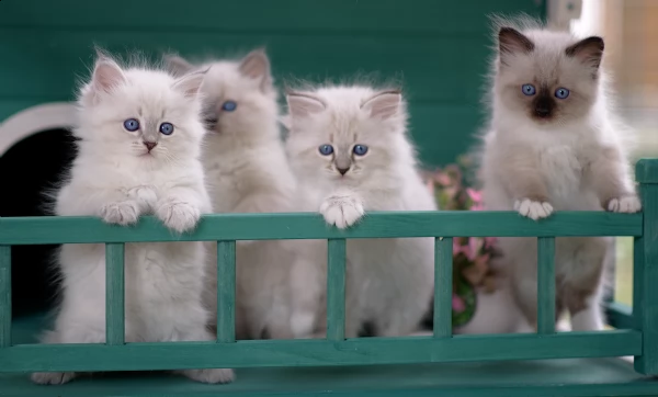 Vendita Cucciolo Siberiano Da Privato A Treviso Cuccioli Di Gatto Siberiano Neva Masquerade