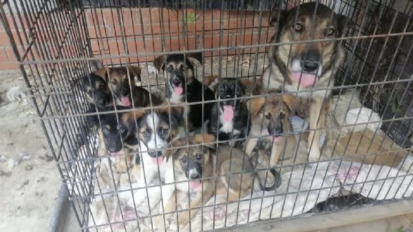 dolcissima mamma e cuccioli cercano casa