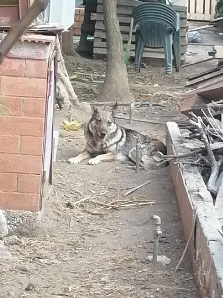 dolcissima mamma e cuccioli cercano casa | Foto 6