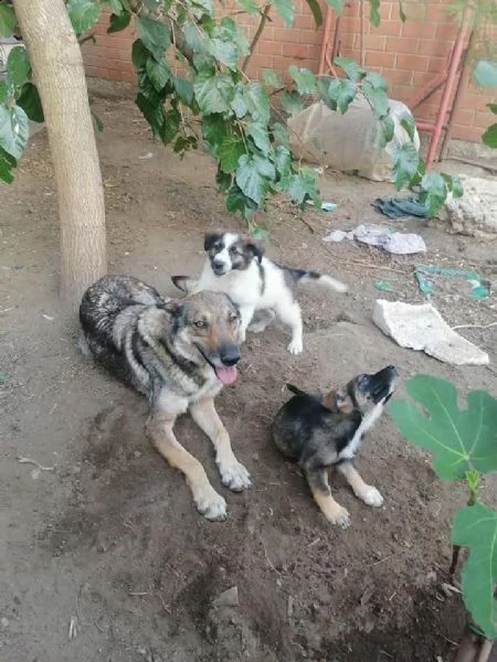 dolcissima mamma e cuccioli cercano casa | Foto 4