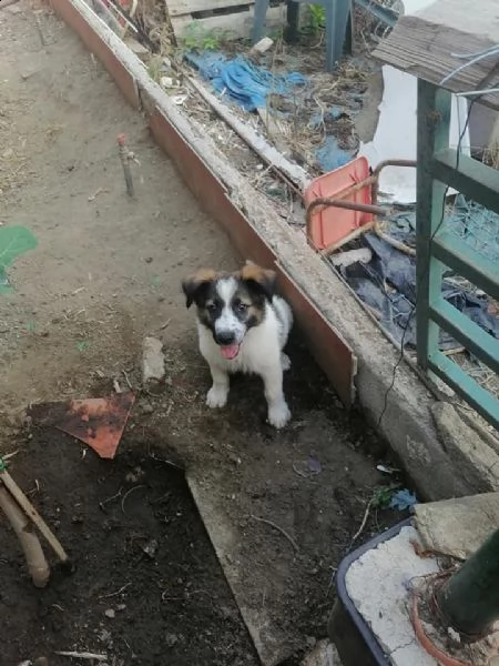 dolcissima mamma e cuccioli cercano casa | Foto 3