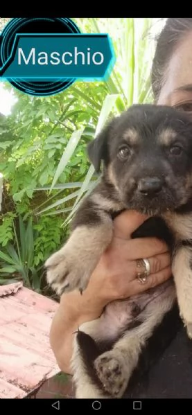 dolcissima mamma e cuccioli cercano casa | Foto 2