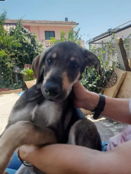 giorgio 4 mesi simil pastore tedesco dolcissimo | Foto 3