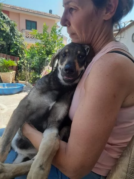 giorgio 4 mesi simil pastore tedesco dolcissimo | Foto 1