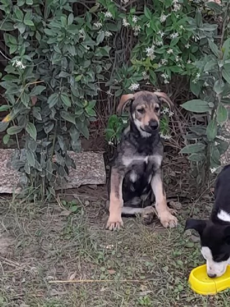 giorgio 4 mesi simil pastore tedesco dolcissimo