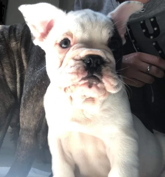 bulldog francese