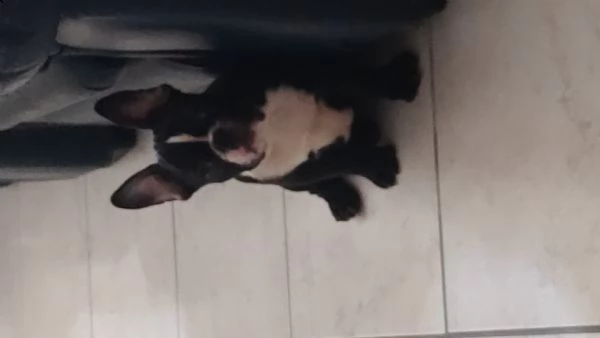 bulldog francese | Foto 1