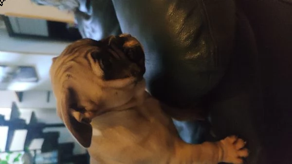 bulldog francese | Foto 0