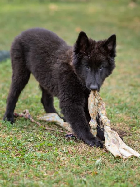 Cucciolo pastore belga groenendael | Foto 6
