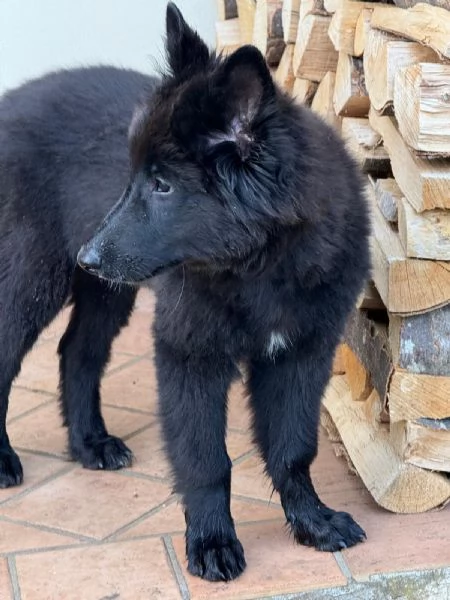 Cucciolo pastore belga groenendael | Foto 5