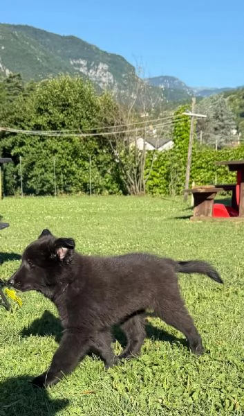 Cucciolo pastore belga groenendael | Foto 1