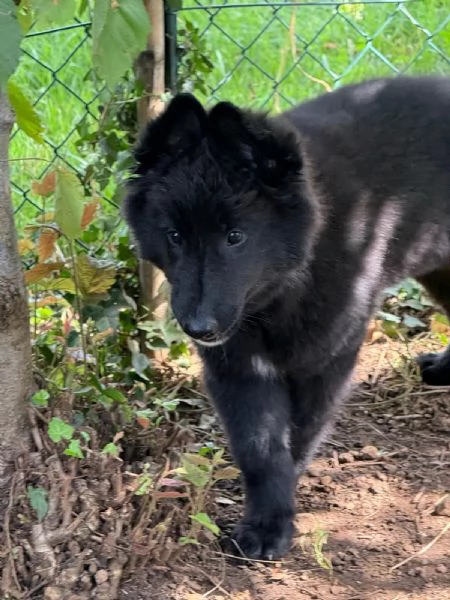 Cucciolo pastore belga groenendael
