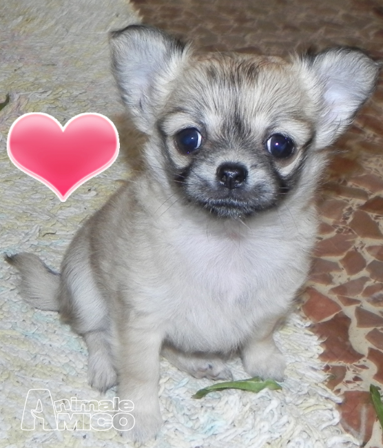 Vendita Cucciolo Chihuahua Da Privato A Firenze Cucciole Chihuahua
