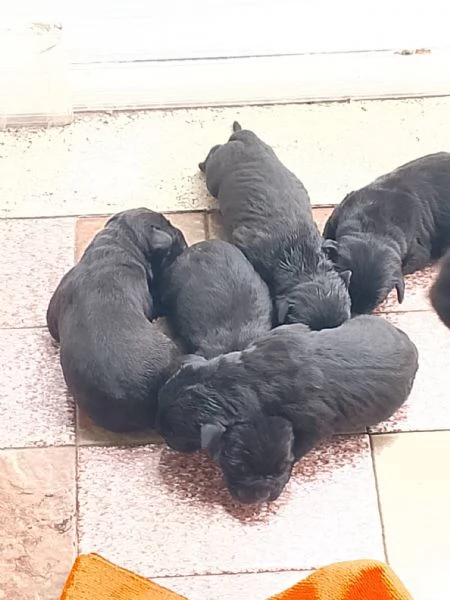 Cuccioli di cane corso 