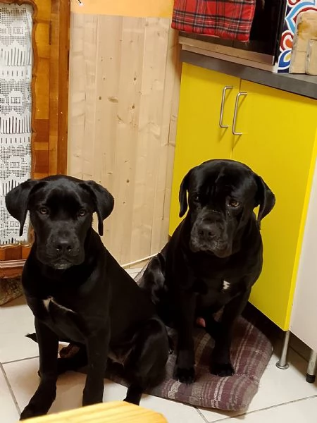 Cuccioli di cane corso  | Foto 1