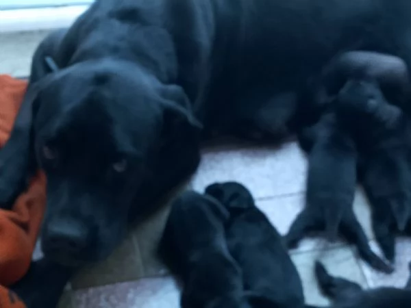 Cuccioli di cane corso  | Foto 0