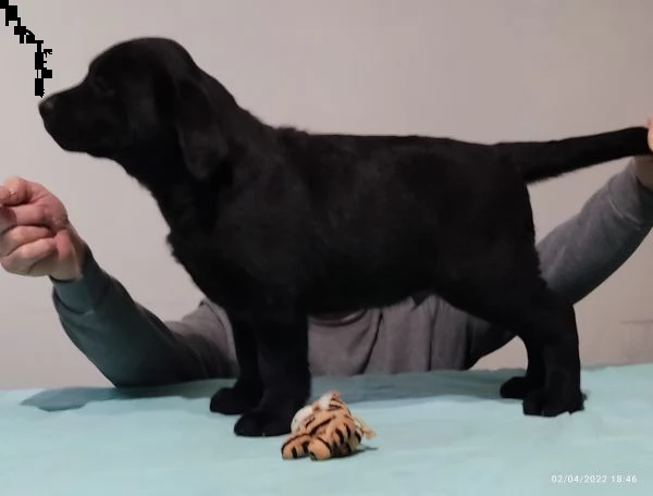 cuccioli di labrador retriever com pedigree | Foto 2