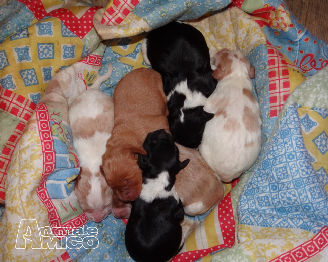 Annunci Animali Cani Cuccioli regalo da allevamenti e privati