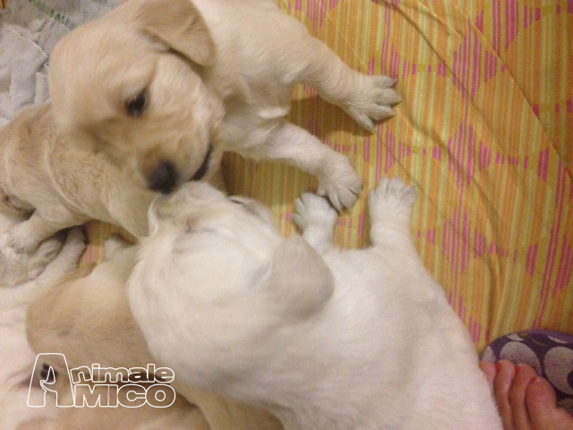 Vendita Cucciolo Golden Retriever Da Privato A Reggio Emilia
