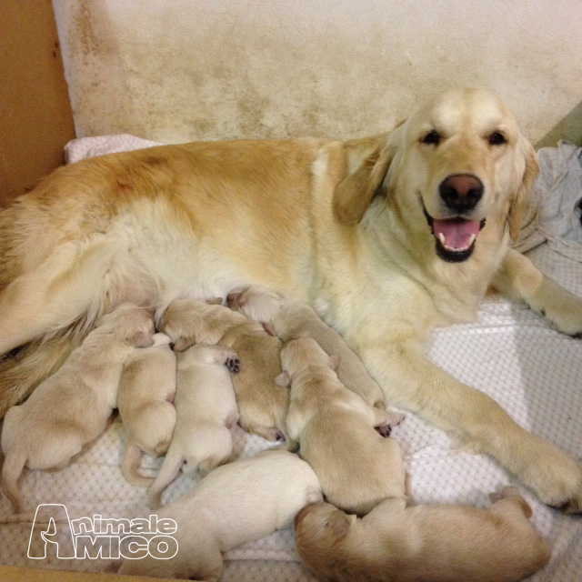 Vendita Cucciolo Golden Retriever Da Privato A Reggio Emilia