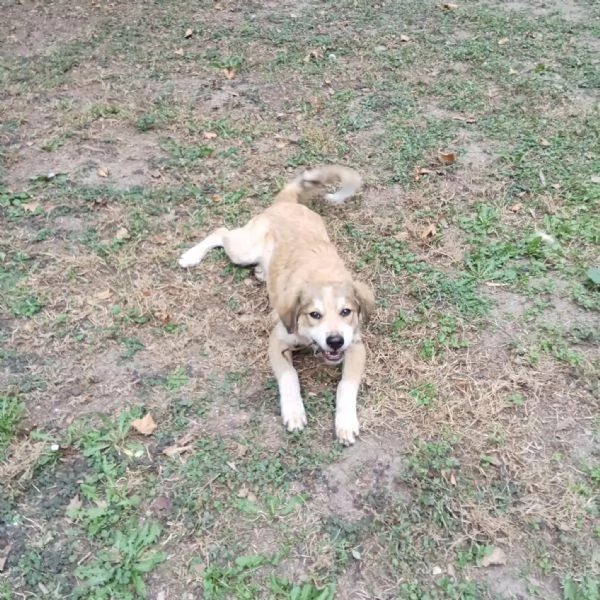 Adozione cucciolo Apollo  | Foto 0